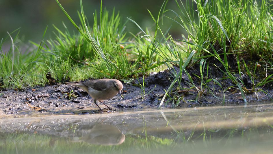 Kan dit een tjiftjaf zijn ?